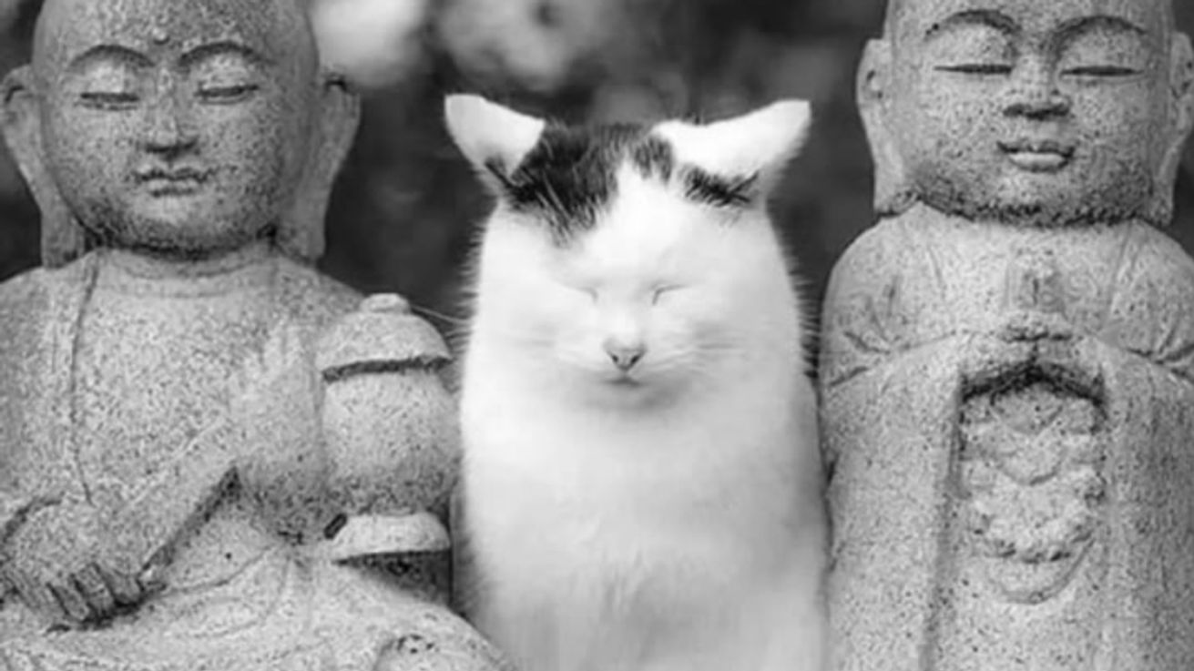 Yoga Nidra : 2éme noeud (Marianne)